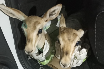 Şanlıurfa'da çuvallara sarılmış yaralı 4 ceylan yavrusu ele geçirildi