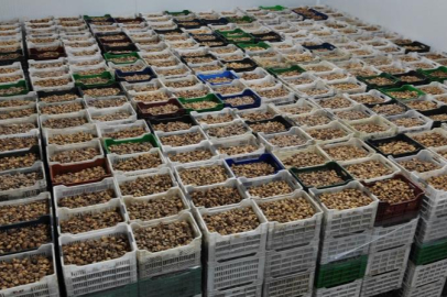 TARİŞ kuru incir fiyatlarını güncelledi