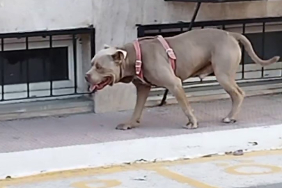 İstanbul'da okulda pitbull paniği