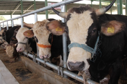 Büyükbaş ve küçükbaş hayvan sayısında azalma