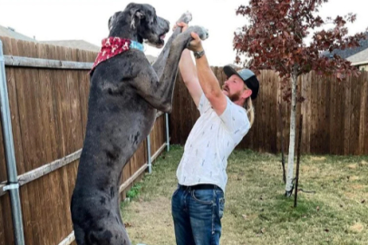 Dünyanın en uzun köpeği hayatını kaybetti