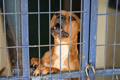 Kuduz vakaları artışta: Türkiye en riskli ülkeler arasına girdi!