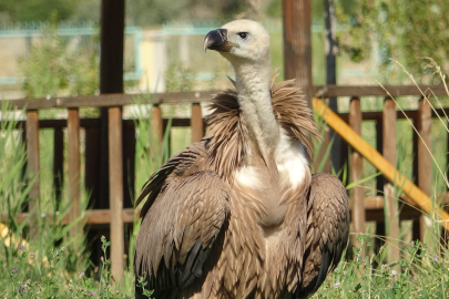 Nesli tehlikede olan kızıl akbaba tedavi altına alındı