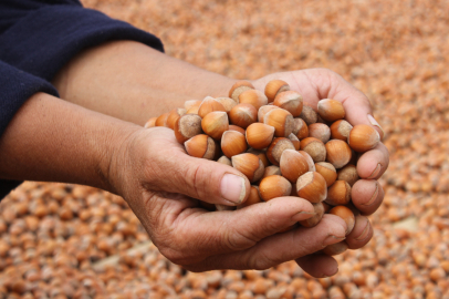 Serbest piyasada fındık fiyatı 100 lirayı aştı
