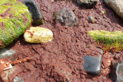Tekirdağ kıyıları kırmızı yosunla kaplandı