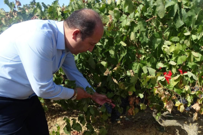 Üzümde rekolte kaybı