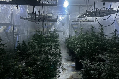 Esenyurt'ta kiraladığı evi kenevir tarlasına çevirdi