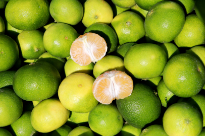 Mandalinada 1 milyon 350 bin ton rekolte bekleniyor