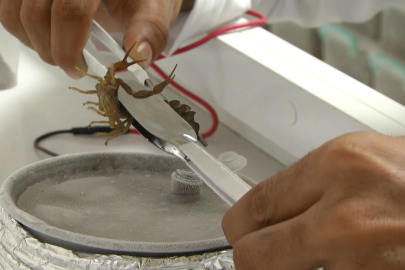 Akrep çiftliğinde tehlikeli mesai: Litresi 10 milyon dolar