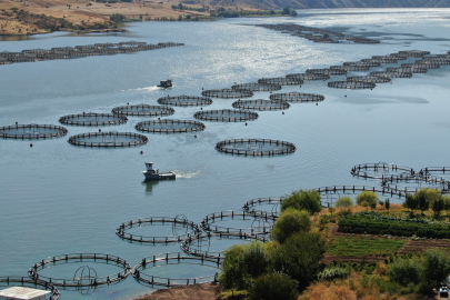 Rusya'nın somon ihtiyacı Sivas'tan karşılanıyor