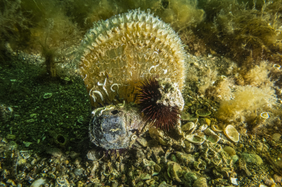Marmara için umudun yeni adı: Pina