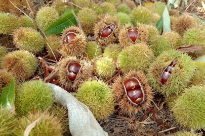 Kestane hasadına başlandı