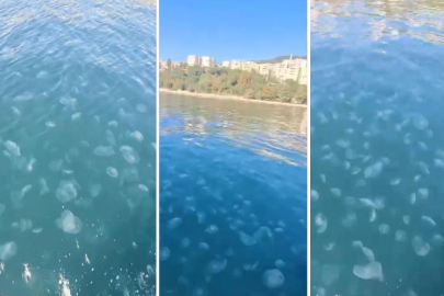 Marmara'da denizanası istilası