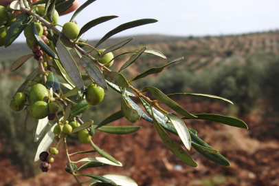 Rekolte önceki yıllara göre düşük: Zeytinde hasat zamanı