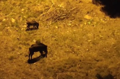 Aç kalan domuz sürüsü şehir merkezine indi