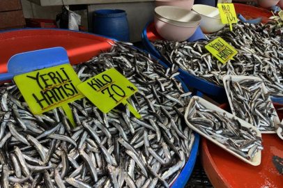 Bandırma'da hamsi bolluğu