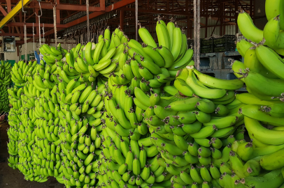 Alanya’da muz hasadı başladı, rekoltenin 150 bin tonu bulması bekleniyor