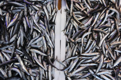 Su ürünleri ihracatında 313 milyon dolar kazanç sağlandı