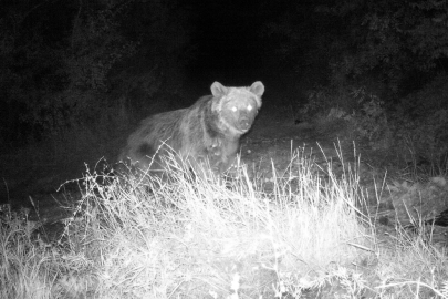 Boz ayı fotokapanla görüntülendi