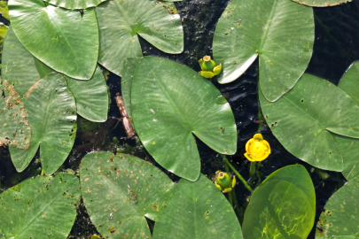 Sonbaharda açan nilüferler görsel şölen sunuyor