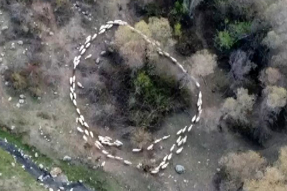 Çin’den sonra Türkiye’de de görüldü