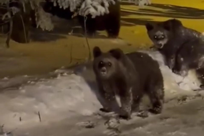 Sinirlenen ayı böyle saldırdı