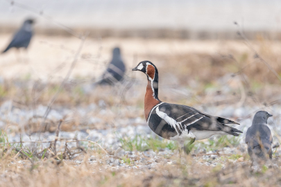 İznik Gölü’nde Sibirya kazı fotoğraflandı