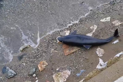 Bursa’da ölü yavru yunus balığı karaya vurdu