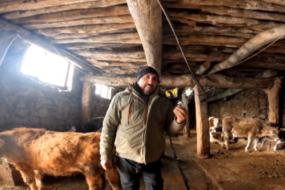 ‘Dilber’ şarkısı ile ineklerin süt verimini artırdı