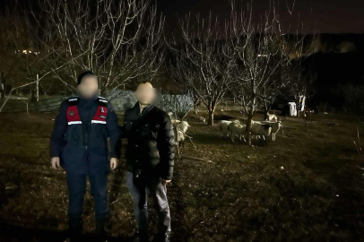 Kaybolan 10 küçükbaş hayvanı jandarma buldu