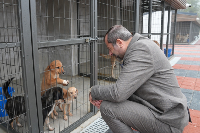 Gürsu Belediyesi 3 ayda 860 sokak hayvanına şifa dağıttı