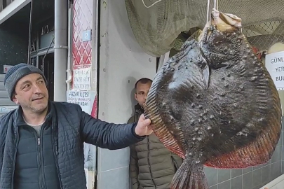 Balıkçı ağına takılan 7 kg ağırlığındaki kalkan balığı 7 bin TL'den anında alıcı bulundu