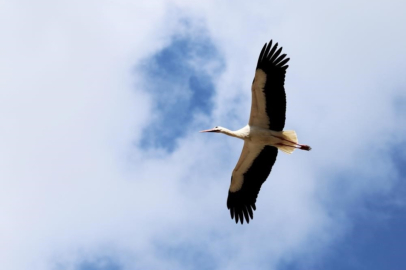 Küresel ısınma yaban hayatını etkiledi: Ayılar kış uykusuna yatmadı, leylekler erken göç etti