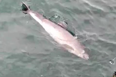 Ölü yunuslar kıyıya vuruyor, sebebi şok etti