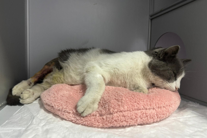 Apartmanın 7. katından düşen kedi ameliyatla sağlığına kavuştu
