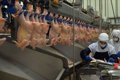 Tavuk eti üretimi yıllık yüzde 18,4 arttı