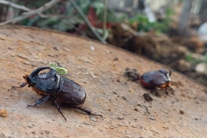 Ağaç kütüğünden dünyanın en güçlü böceği çıktı