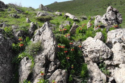 Karçınbaşı Tepesi'nde huzur veren ters lale güzelliği