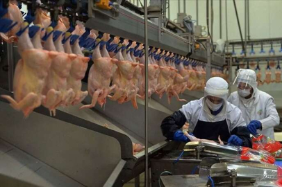 TÜİK Kasım ayı verilerini açıkladı: Tavuk eti üretimi yıllık bazda yüzde 7,9 arttı!