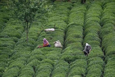 Açıklanan çay taban fiyatı Rizelileri böldü