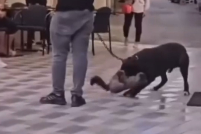 İzmir'de yasaklı ırk köpek kediyi nefessiz bıraktı, sahibi gözaltına alındı