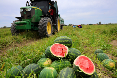 Hasadı süren karpuzun kilosu 9-10 liraya geriledi