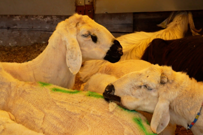 Kurbanlık alırken dikkat edilmesi gereken 9 detay