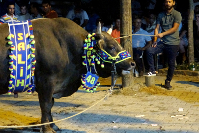 Boğaları para yağmuruna tuttular