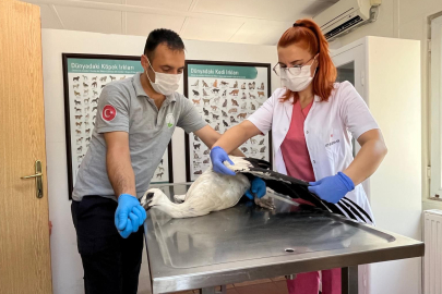 Yaralı leylek Osmangazi’de şifa buldu