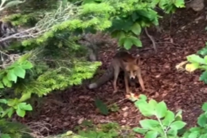 Uludağ Yolu'nda aç kalan yavru tilkiyi beslediler