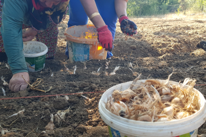 "Dünyanın en pahalı baharatı" toprakla buluşturuldu