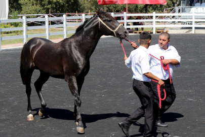 TİGEM'de yetiştirilen taylar satışa sunuldu