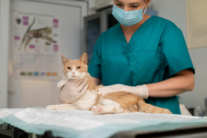 'Giardia' salgınına dikkat! İnsana da bulaşıyor...