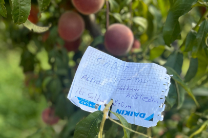 Şeftali ağacında 'helal edin' notu...